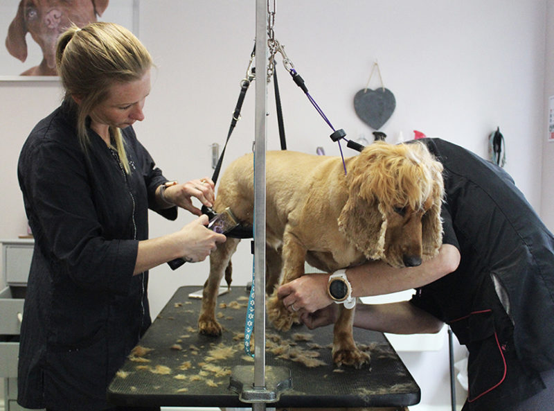 Dog Grooming Training School Pawsh Dogs Grooming
